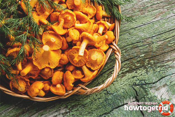 Chanterelles from parasites