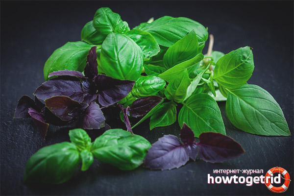 The best varieties of basil