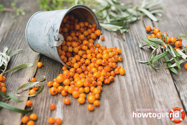 Sea buckthorn with a cold