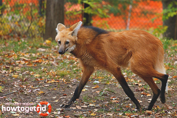 Maned Wolf Lifestyle