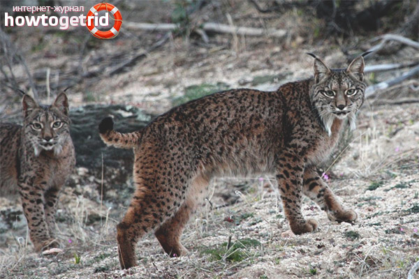 Iberian Lynx