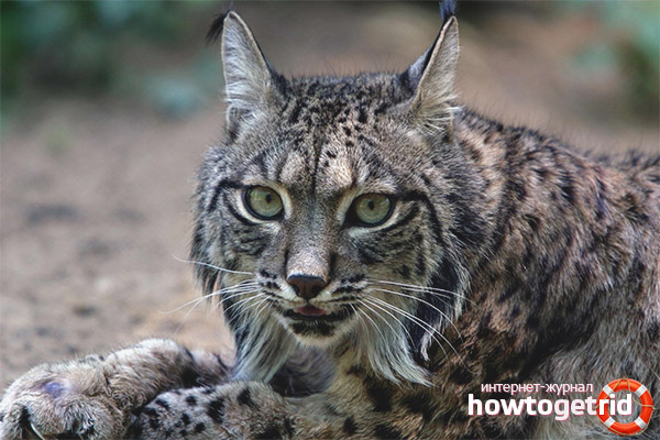 Iberian Lynx