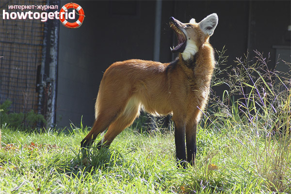 Feeding of the maned wolf