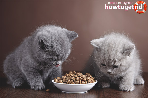 Kittens nutrition