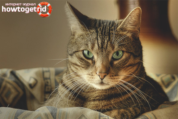 Why say cats have 9 lives