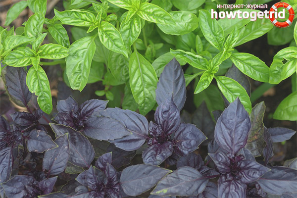 The use of basil in cosmetology and medicine