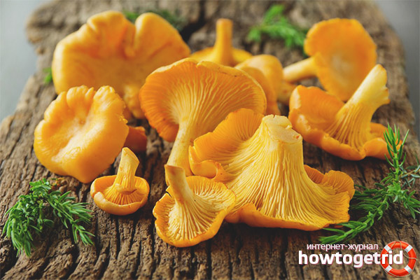 The use of chanterelles from parasites in raw form
