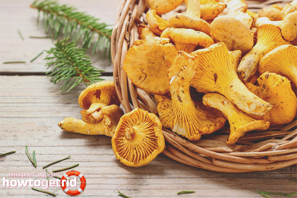 Contraindications chanterelles