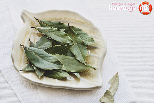Bay leaf drying