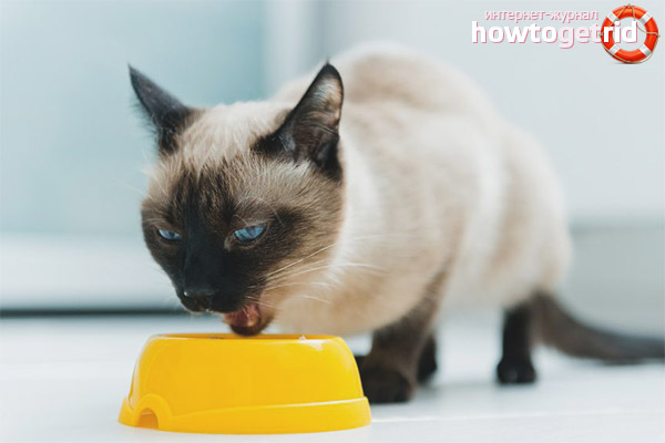 Thai cat food options