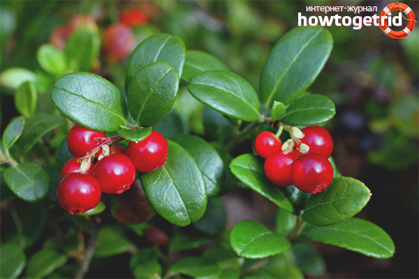 What are useful cranberry leaves