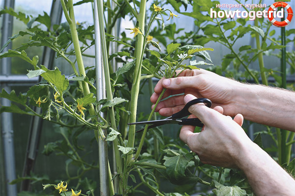 The formation of tomatoes