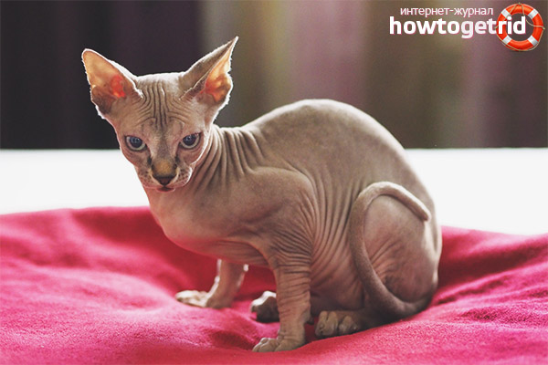 Hypoallergenic Cat Breeds