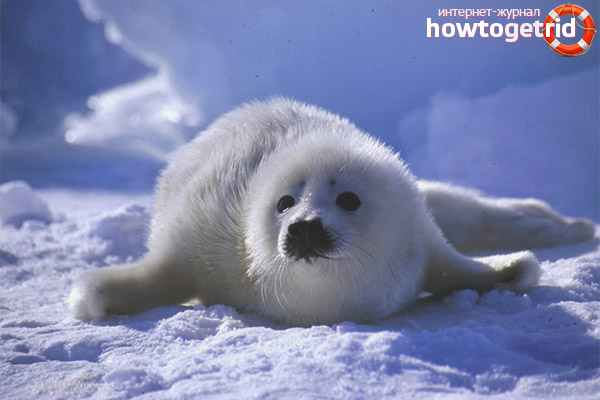 Harp seal
