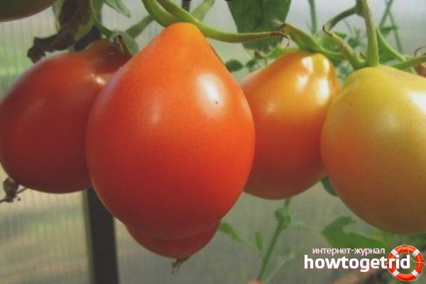 Charakteristische Sorten Kmitsits