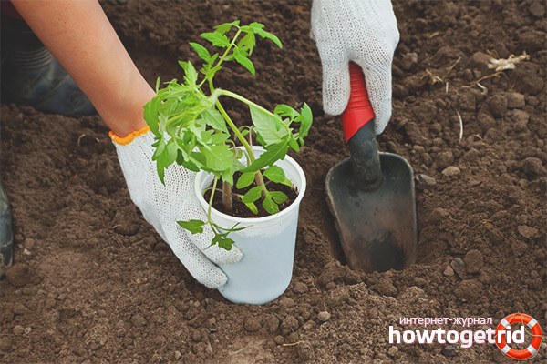 Comment préparer la terre pour planter des tomates Butterfly F1