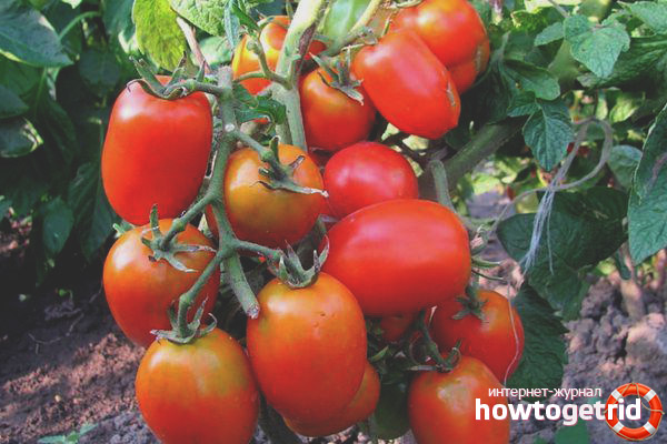 Comment faire pousser et prendre soin des tomates Darenka