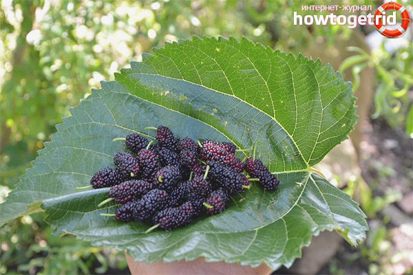 How to use mulberry in diabetes