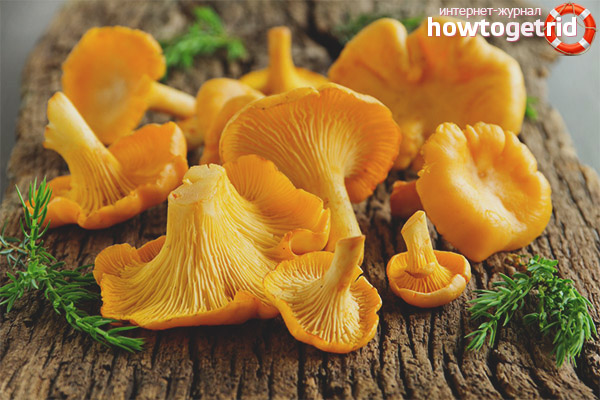 How to remove the bitter taste of chanterelles after freezing