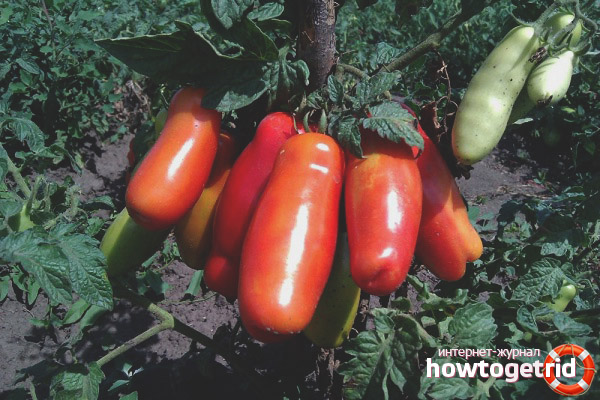 Wie man Brennholz-Tomaten pflegt