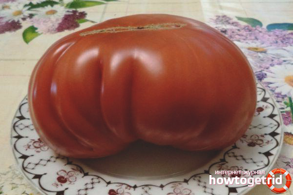 Comment faire pousser un géant espagnol