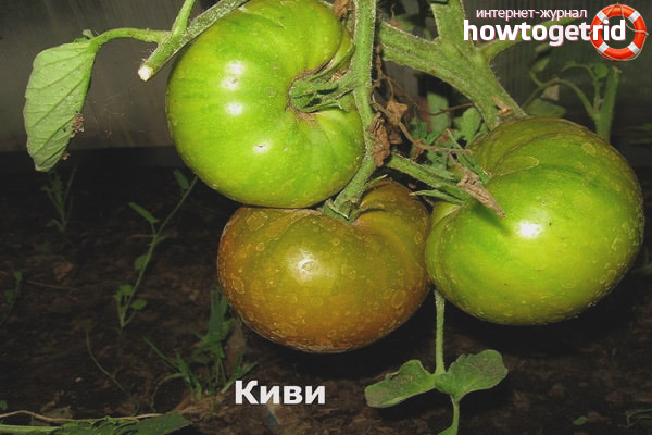 Comment faire pousser des tomates Kiwi