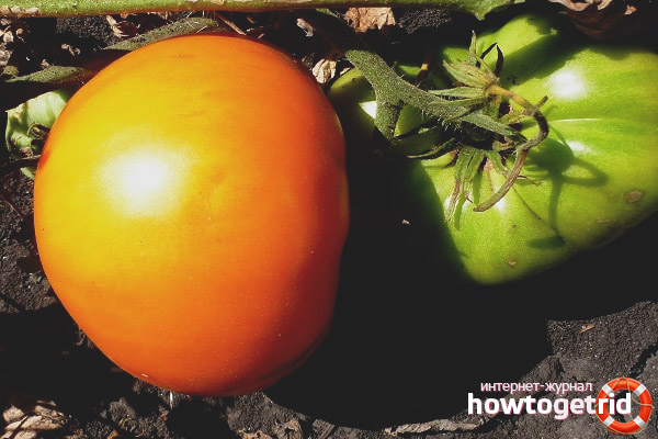 How to grow tomatoes Count of Eagles