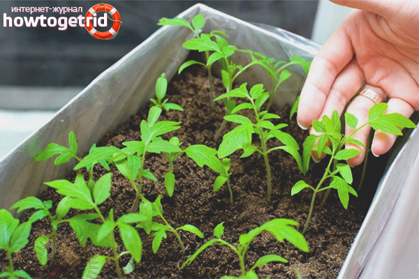 Features of agrotechnology of iceberg tomatoes