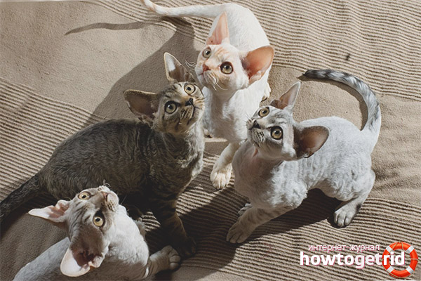 Features of hypoallergenic cats