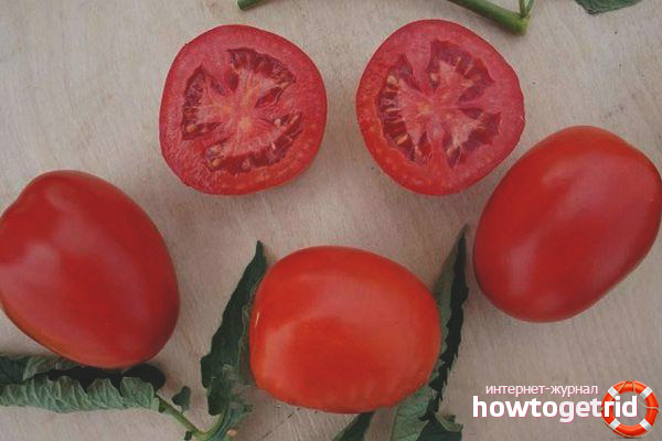 Caractéristiques des tomates Indio F1