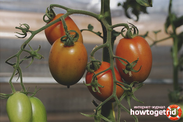 Merkmale des wachsenden Tomaten Empire