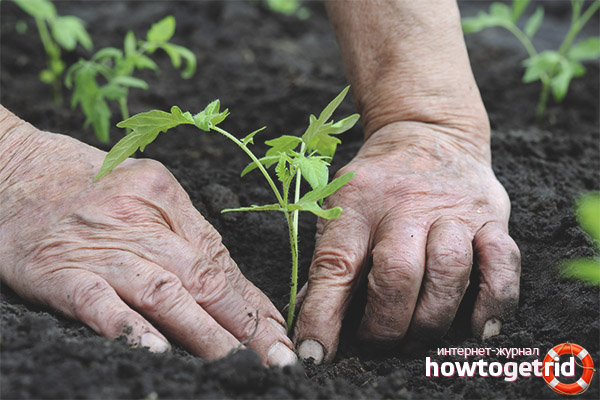 Tomato transplant Alyosha Popovich