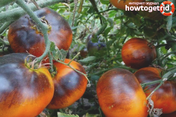 Vor- und Nachteile der Tomate Ivan da Marya
