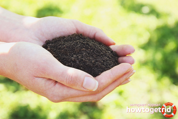 Boden für Tomaten Brave General