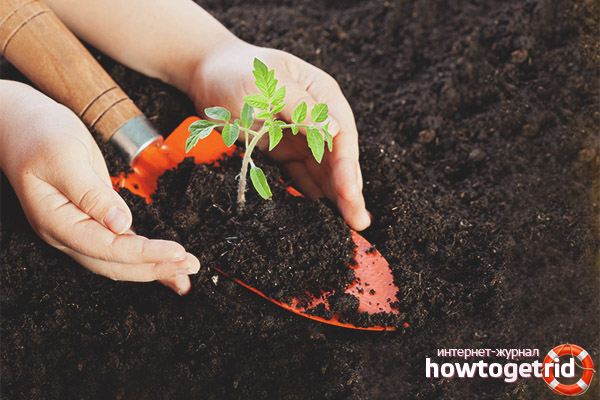 Boden für Tomate Kokhava F1