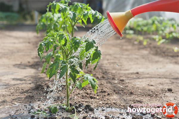 Arrosage et garniture de tomates Bochata