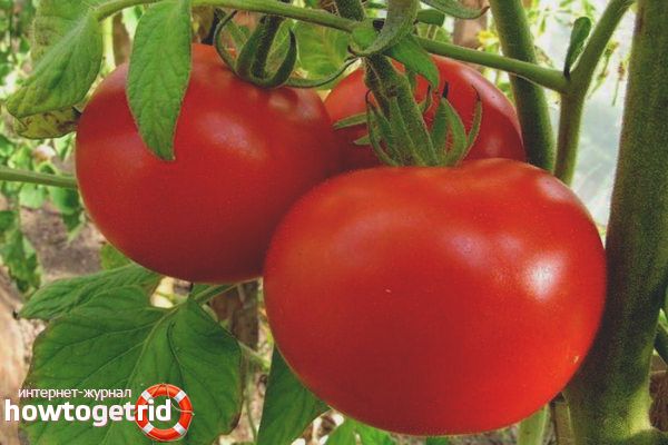 Tomates variées Irma