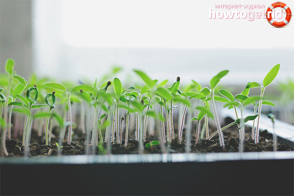 Planter des graines et des plants de tomates De vrais amis