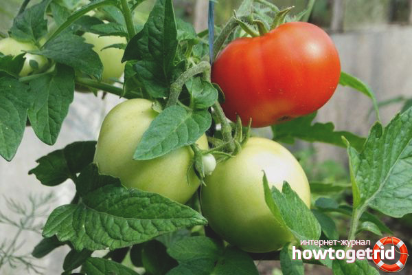 Plantation de tomates Galina F1