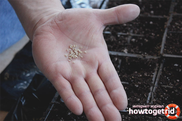 Semer des graines de tomate La Havane