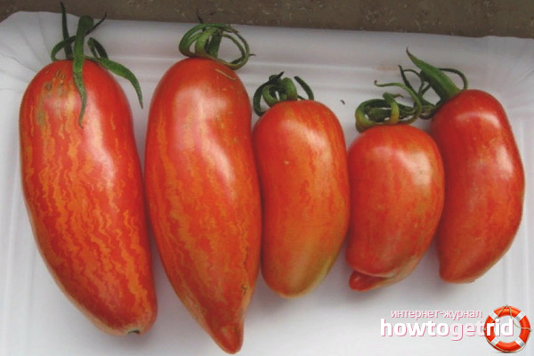 Die Verwendung von Tomatensorten Madness Kasadi