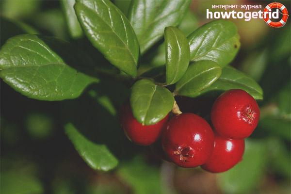 Lingonberry contraindications