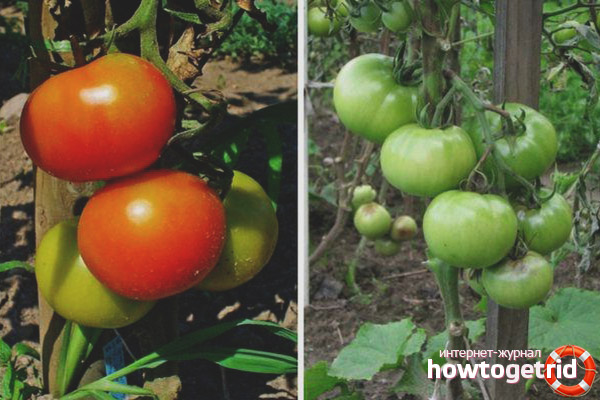 Conseils d'entretien Dunn Tomato