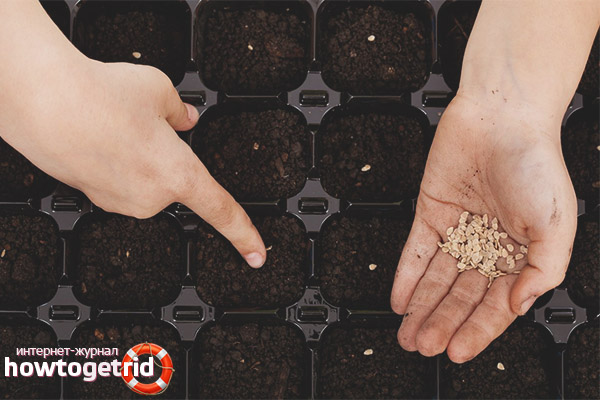 Samen für Tomatensämlinge Korneevsky