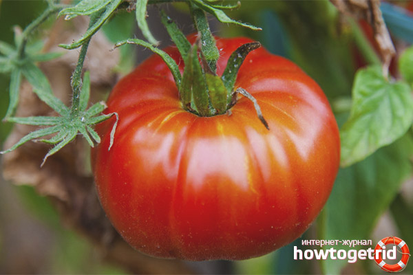 Tomato Alyosha Popovich