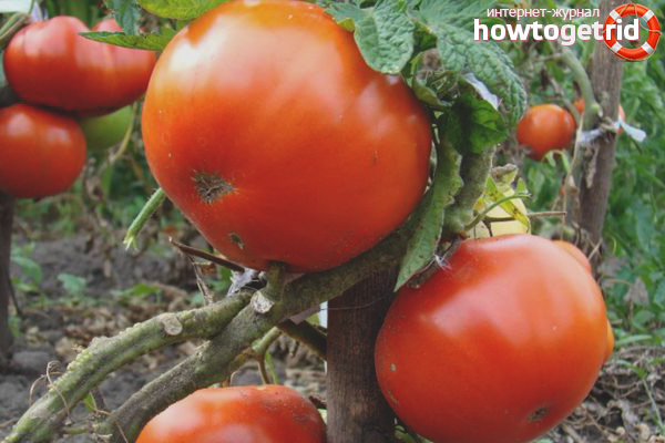 Tomato Altai red