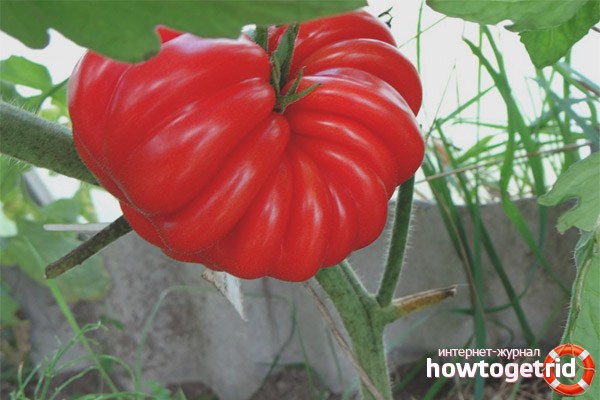 Tomato American Ribbed