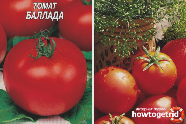 Ballade aux tomates