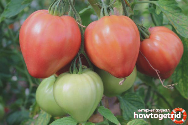 Tomatenseele Sibiriens