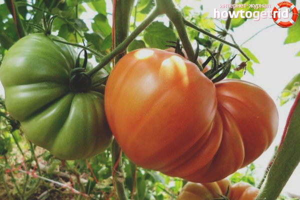 Tomate espagnole géante